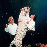 Über 30 Jahre lang werden Siegfried und Roy zum Synonym für Las-Vegas-Shows. 1981 bekommen sie ihre eigene Show im New Frontier. Sie ist jeden Abend ausverkauft. 1988 unterschreiben sie einen Vertrag mit dem Hotelcasino Mirage. Das lässt sich das Engagement der beiden Magier stolze 57,5 Millionen Dollar kosten - eine unglaubliche Summe.