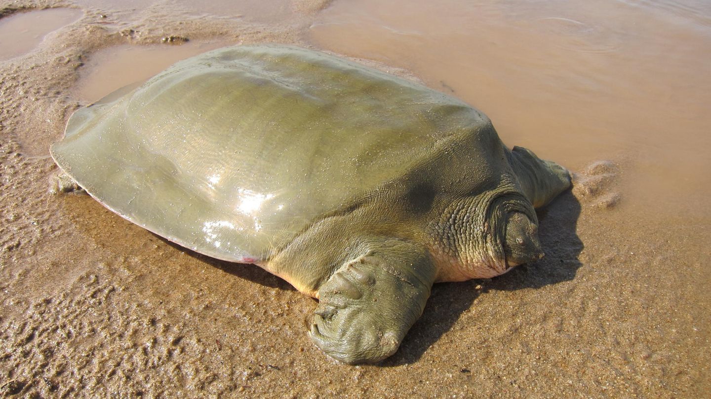 Nicht schön, aber selten: Jangtse-Riesenweichschildkröte