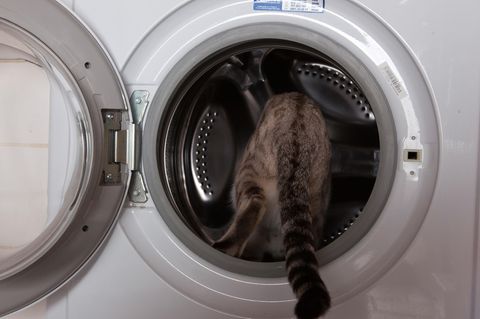 Katze klettert in die Waschmaschine.