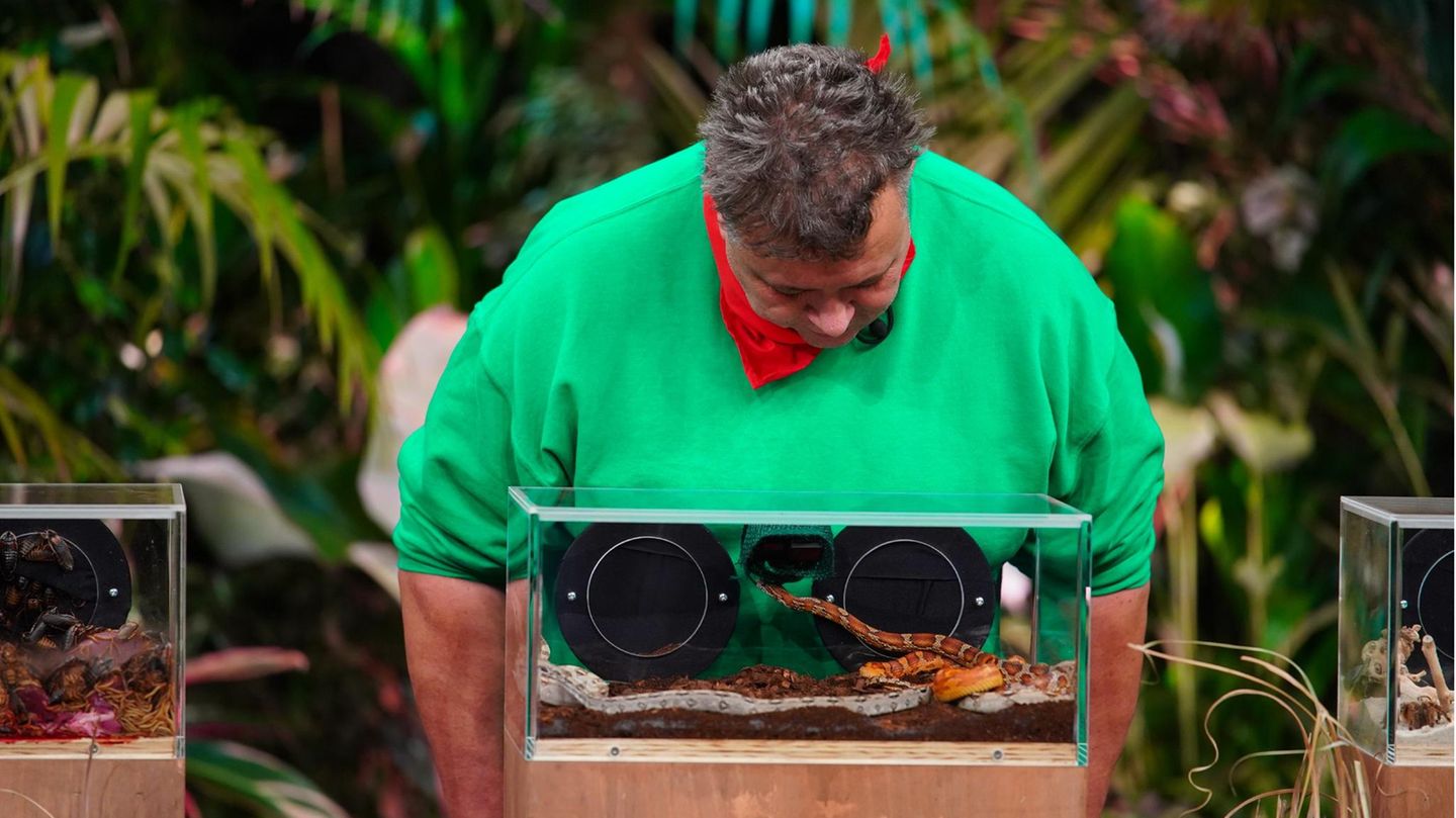 Dschungelshow: Frank Fussbroich bei der Prüfung Zumindest die grauen Zellen kommen bei Fussbroich am Samstag in Schwung. In einer Plexiglasbox muss er unter allerlei Getier nach Codes suchen und - Achtung - sich diese merken. Mit den Zahlenkombinationen muss er Schlösser öffnen, die jeweils einen Stern ergeben. Klingt lösbar - doch Fussbroich guckt kritisch.