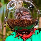 Für die drei Dschungelshowbewohner ist die Prüfung eine willkommene Abwechslung. Auf ihren 18 Quadratmetern im Tiny House hat sich längst Lethargie breit gemacht. Gelangweilt sitzen die drei ihre Zeit ab. Da kommt so ein Kakerlakenbad für Frank Fussbroich doch gerade recht, oder?