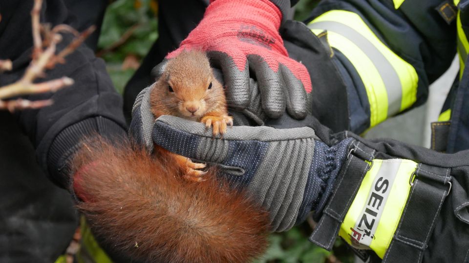 Eichhörnchen gerettet von der Feuerwehr Celle