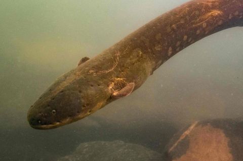 Electrophorus voltai wurde erst 2019 entdeckt.