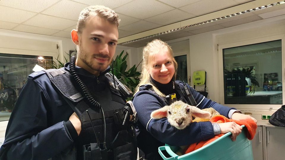 Ein Lämmchen schaut aus einem Korb über den Arm einer Polizistin