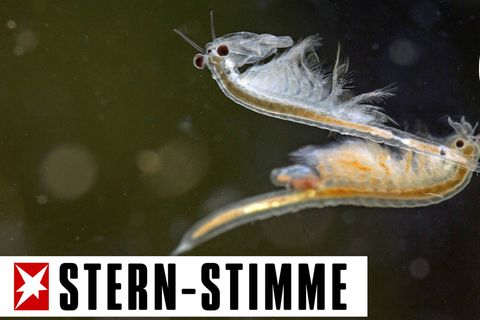 Amerikanisches Salinenkrebschen