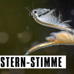 Amerikanisches Salinenkrebschen