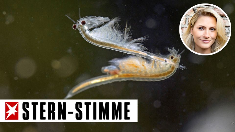 Urzeitkrebs STERN.de