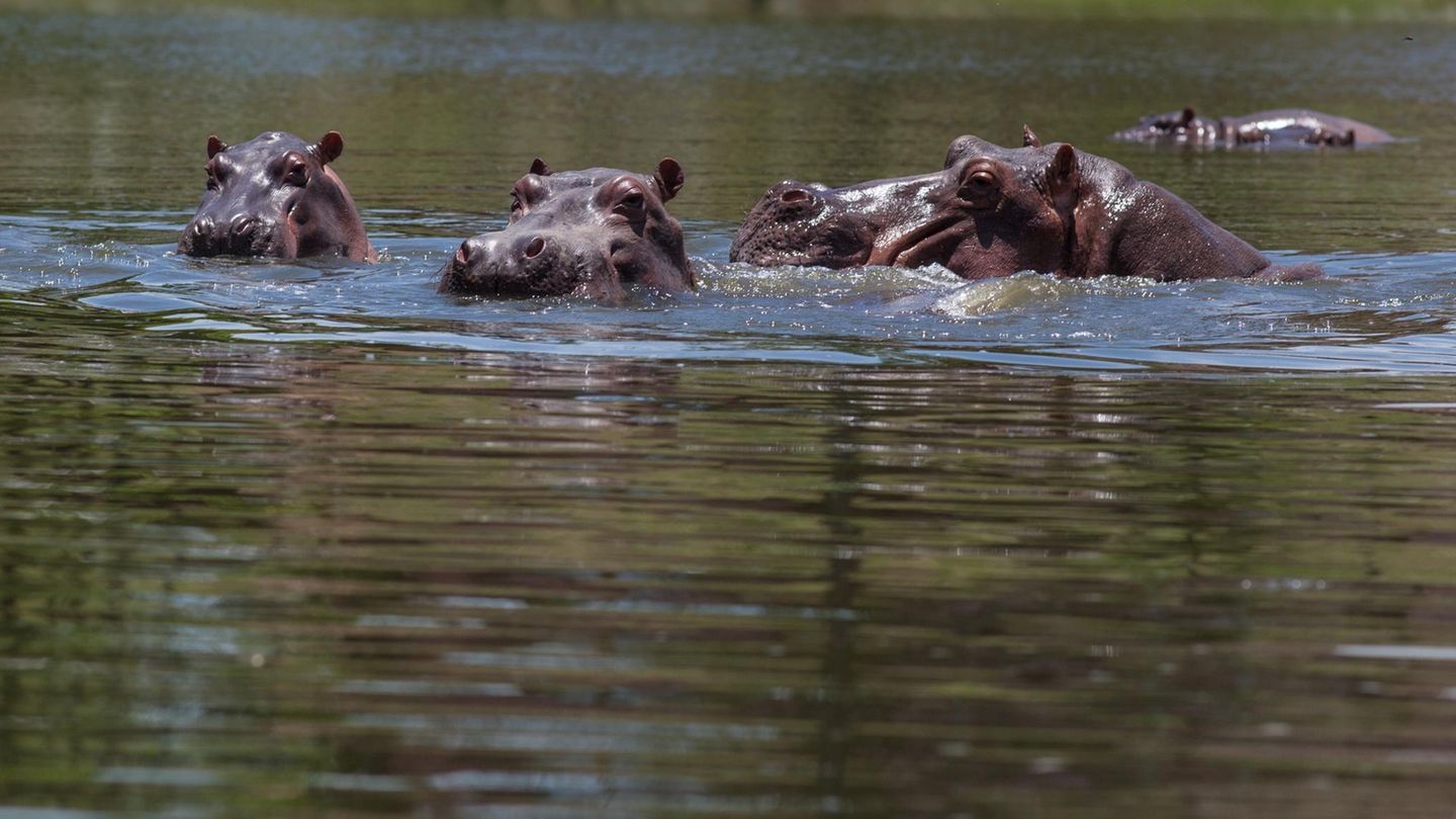 Mit vier Tieren fing es 1981 an, mittlerweile leben bis zu 80 Flusspferde in Kolumbien