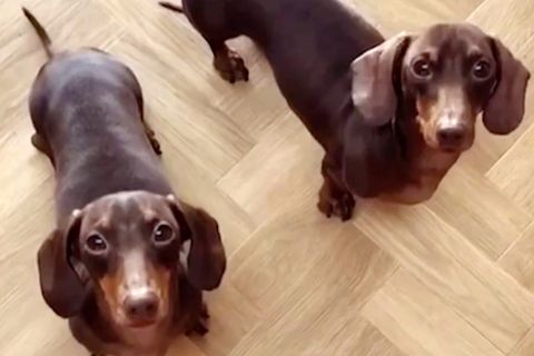 Hunde-Video: Die tanzenden Dackel Ollie und Hugo