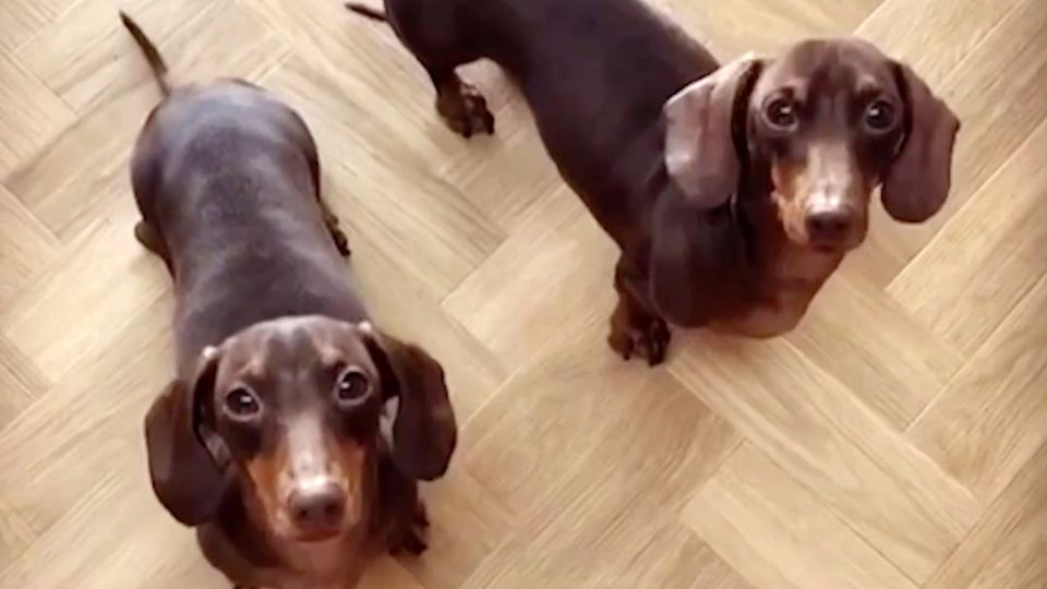 Hunde-Video: Die tanzenden Dackel Ollie und Hugo Hunde-Video: Die tanzenden Dackel Ollie und Hugo