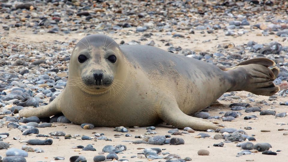 Babyboom, Fortbewegung und Satelliten: Rekordzahl bei den Geburten der Kegelrobben auf Helgoland Rekordzahl bei den Geburten der Kegelrobben auf Helgoland