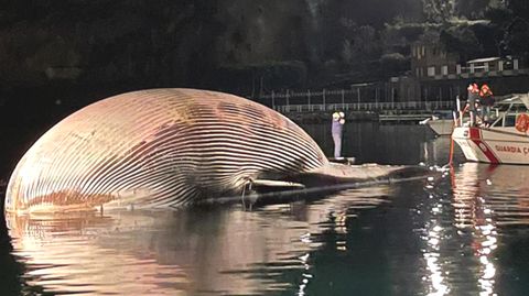 Wal-Kadaver wird von Küstenwache geborgen