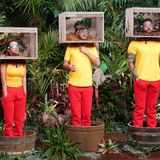 Mehr Tiere, die Kandidaten sehen nicht glücklich aus: Alle drei treten zeitgleich zu ihrer ersten Dschungelprüfung an.