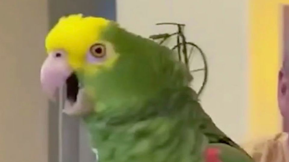 Singender Papagei