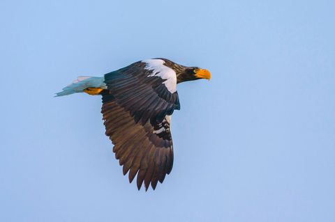 Riesenseeadler "Lagatha" ist wieder in Deutschland.