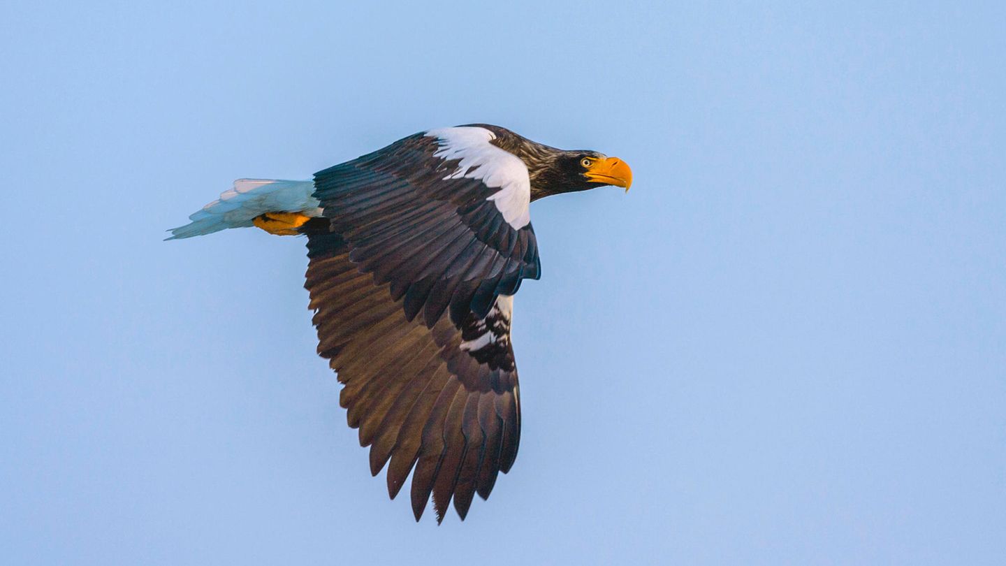 Riesenseeadler "Lagatha" ist wieder in Deutschland.