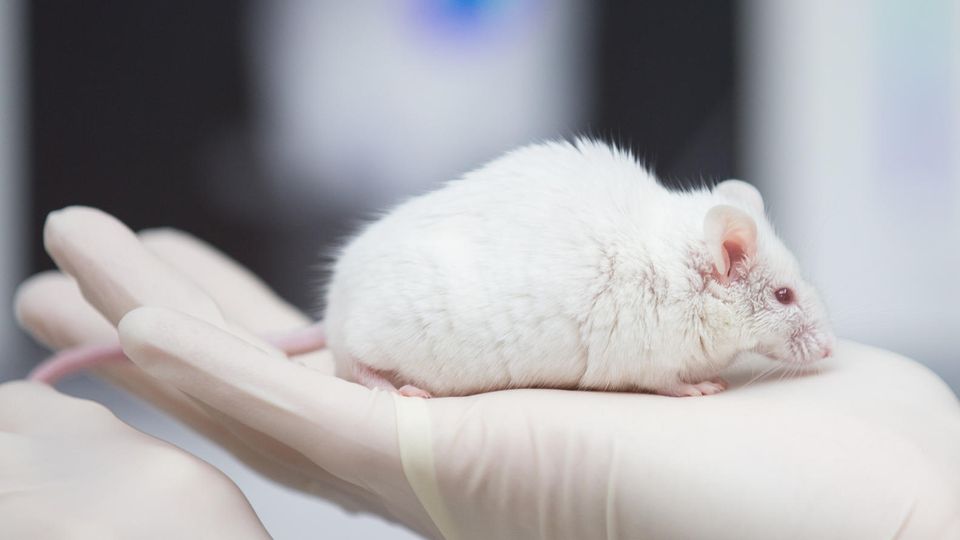 Maus Labormaus weiß