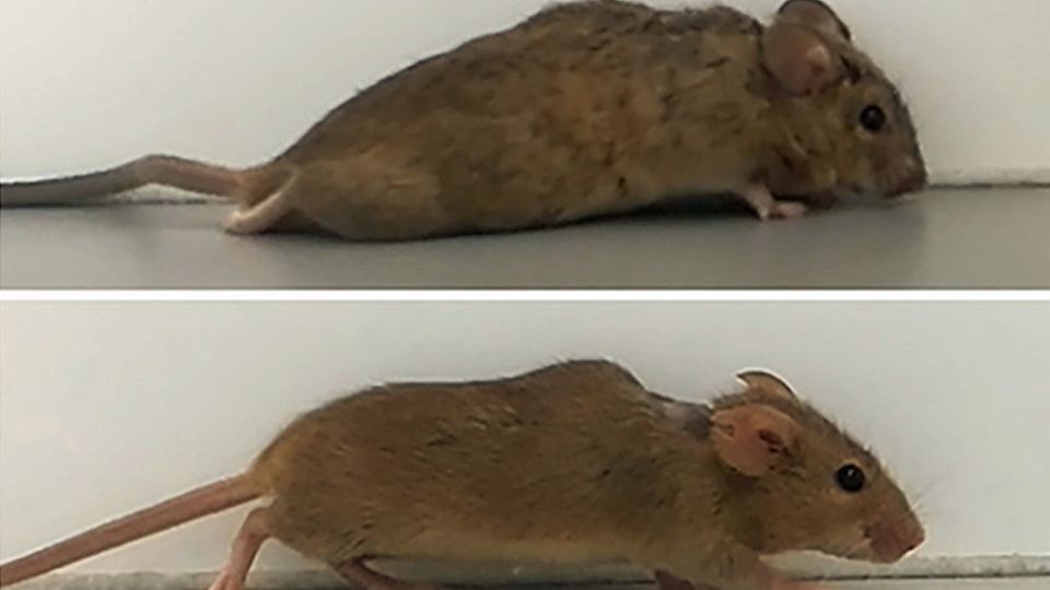 Zu Beginn kann die Maus die Hinterläufe nur hinter sich herziehen, nach ein paar Wochen sind die Beine wieder funktional.