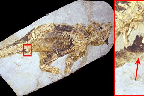 Der vor etwa 100 Millionen lebende Psittacosaurus wurde in China gefunden