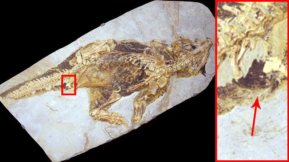 Der vor etwa 100 Millionen lebende Psittacosaurus wurde in China gefunden