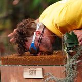 Hat erneut Angst um seine Haare: Sam Dylan im Madenbad