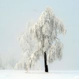 Viel Schnee auch im Rothaargebirge: Der Kahle Asten ist mit 841 Metern der zweithöchste Berg in Nordrhein-Westfalen.