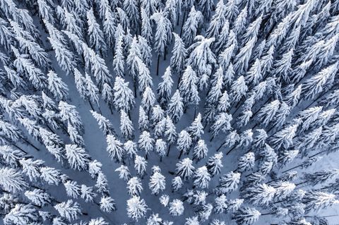 Bild 1 von 15 der Fotostrecke zum Klicken:  Schneebedeckt sind die Baumwipfel im Wald am Feldberg im Taunus