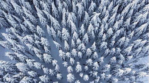 Bild 1 von 15 der Fotostrecke zum Klicken:  Schneebedeckt sind die Baumwipfel im Wald am Feldberg im Taunus