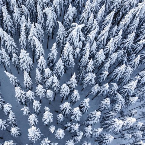 Bild 1 von 15 der Fotostrecke zum Klicken:  Schneebedeckt sind die Baumwipfel im Wald am Feldberg im Taunus