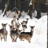 Sie stehen im Schnee und schauen in Richtung des Fotografen: Ein Hirsch mit Damwildkühen im Gehege am Affenberg bei Salem in Baden-Württemberg.