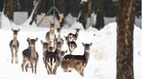 Sie stehen im Schnee und schauen in Richtung des Fotografen: Ein Hirsch mit Damwildkühen im Gehege am Affenberg bei Salem in Baden-Württemberg.