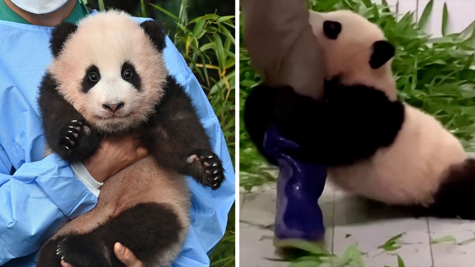 Riesenpanda Fu Bao Südkorea