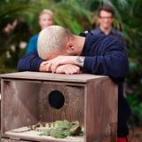 Es sind nur Echsen: Filip Pavlovic verzweifelt an der letzten Dschungelshow-Prüfung. Bei "Qualen mit Zahlen" müssen die Kandidaten die Anzahl an Tieren ertasten, die sich in einer Box befinden. Das Gemeine: Nur die Zuschauer sehen, was für Getier sich in den Behältern tummelt.