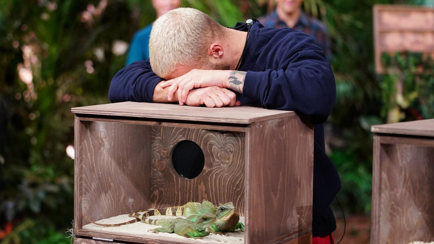 Dschungelshow, Tag 12: Es sind nur Echsen: Filip Pavlovic verzweifelt an der letzten Dschungelshow-Prüfung. Bei "Qualen mit Zahlen" müssen die Kandidaten die Anzahl an Tieren ertasten, die sich in einer Box befinden. Das Gemeine: Nur die Zuschauer sehen, was für Getier sich in den Behältern tummelt. Es sind nur Echsen: Filip Pavlovic verzweifelt an der letzten Dschungelshow-Prüfung. Bei "Qualen mit Zahlen" müssen die Kandidaten die Anzahl an Tieren ertasten, die sich in einer Box befinden. Das Gemeine: Nur die Zuschauer sehen, was für Getier sich in den Behältern tummelt.
