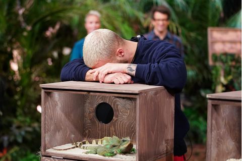Es sind nur Echsen: Filip Pavlovic verzweifelt an der letzten Dschungelshow-Prüfung. Bei "Qualen mit Zahlen" müssen die Kandidaten die Anzahl an Tieren ertasten, die sich in einer Box befinden. Das Gemeine: Nur die Zuschauer sehen, was für Getier sich in den Behältern tummelt.