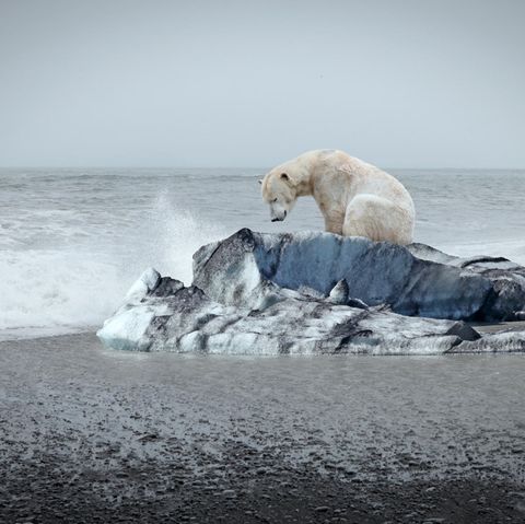 Der Klimawandel zerstört den Lebensraum vieler Menschen und Tiere
