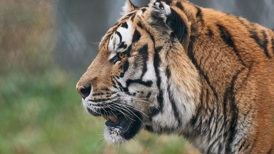 Tigermännchen Ivo steht in seinem Gehege im Zoo Neuwied. Tigermännchen Ivo steht in seinem Gehege im Zoo Neuwied.