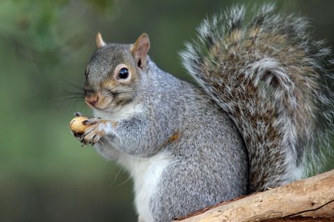Ein Grauhörnchen hält eine Erdnuss in den Pfötchen