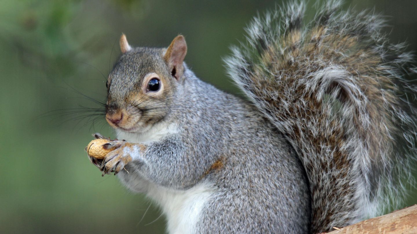 Ein Grauhörnchen hält eine Erdnuss in den Pfötchen