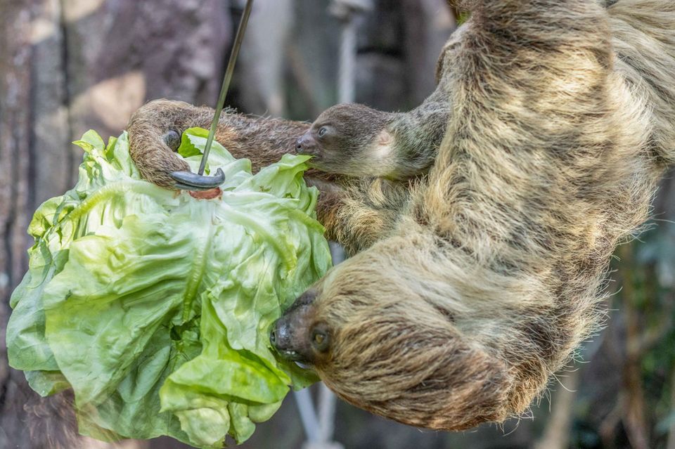 Das Faultierbaby mag schon Salat