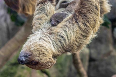 Die Faultiermutter mit ihrem Baby