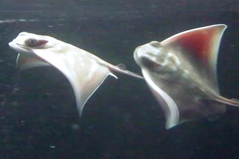 Rochen-Nachwuchs in Seal Life Auckland