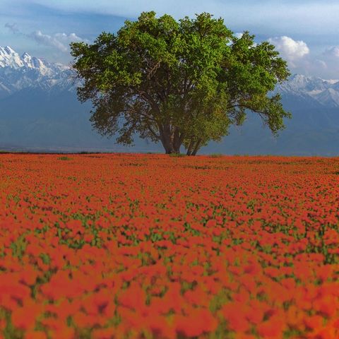 Ein Mohnblumenfeld in Kasachstan