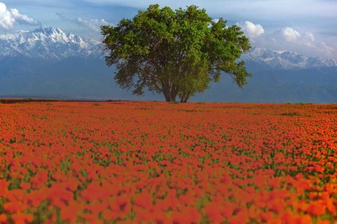 Ein Mohnblumenfeld in Kasachstan
