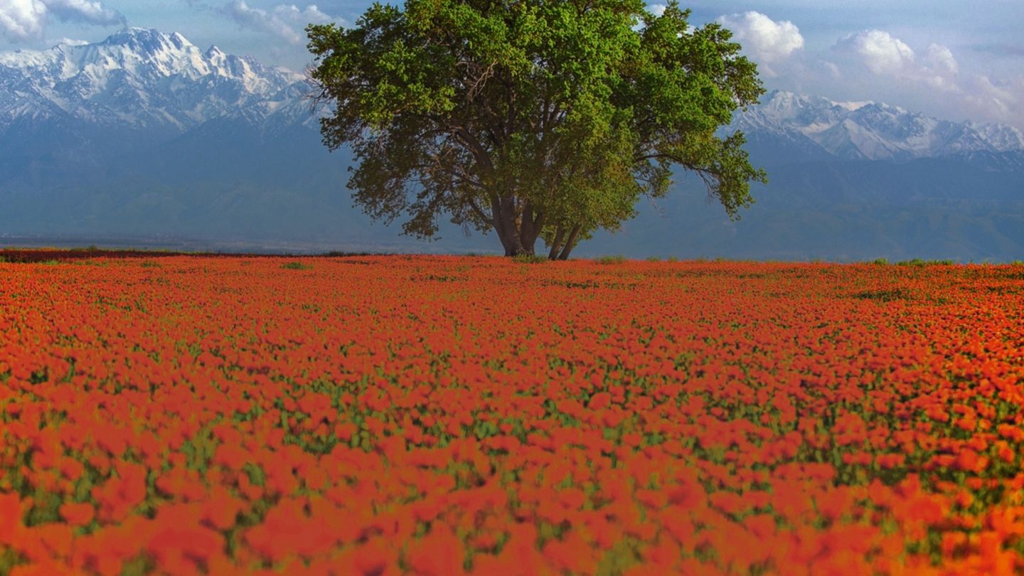 Ein Mohnblumenfeld in Kasachstan