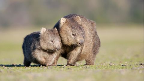 Ein Wombat und sein Junges auf einer Wiese