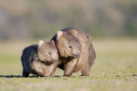 Ein Wombat und sein Junges auf einer Wiese