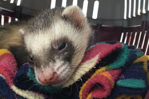 Die Tierärzte hatten wenig Hoffnung für den kleinen Bandit, doch das Frettchen biss sich zurück ins Leben