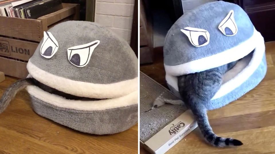 Katze Pacman frisst Katze