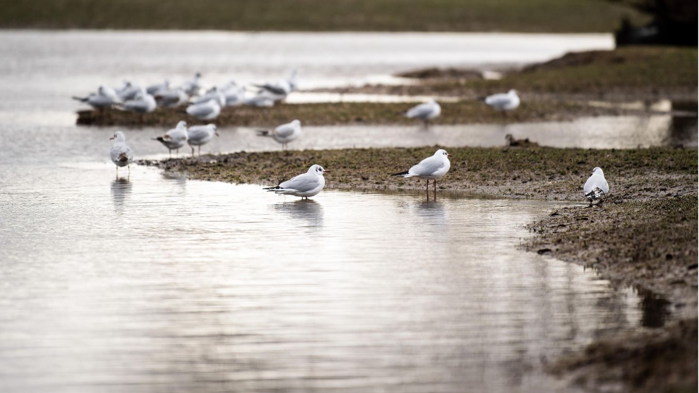 Hochwasser am Rhein Möwen stehen am Rheinufer im Wasser, das über die Ufer getreten ist.